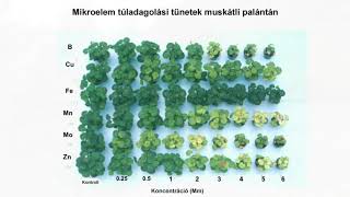 A fahamu felhasználása tápanyag utánpótlásra [upl. by Ainoloppa77]