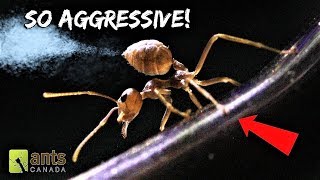 My New WEAVER ANTS Will Blow Your Mind [upl. by Ycul]