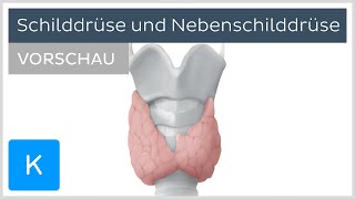 Schilddrüse und Nebenschilddrüse  Aufbau und Funktion Vorschau  Kenhub [upl. by Nivonod]