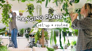 My LowLight HANGING Plant Collection Set Up  Watering Routine 💧 [upl. by Heins895]