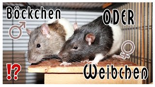 Tierisches Wissen Unterschiede zwischen Rattenböckchen und Rattenweibchen [upl. by Yelahc]