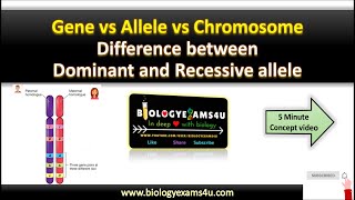 Difference between Allele Gene and Chromosomes Dominant allele vs Recessive allele with example [upl. by Ahsie]