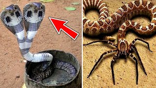 Top 10 Rarest Snakes In The World [upl. by Jerrilyn]