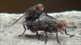 Housefly mating [upl. by Enened]