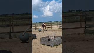 🤣 Fun with horseball 🤣 LOL equestrian horse farmlife horselife younghorse yearling viralshort [upl. by Haisej]