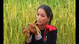 deuda songs Dhanka bala [upl. by Nilyac]