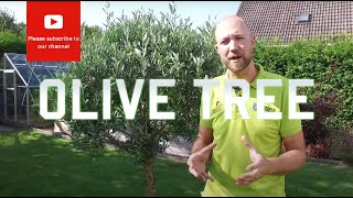 All you need to know about Olive tree Olea europea [upl. by Pubilis]