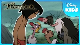 🐦 Birds Meet Mowgli  Jungle Book  Disney Kids [upl. by Ennaej]