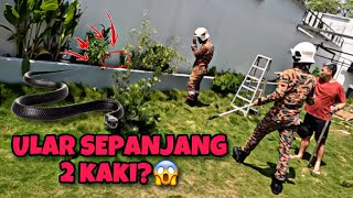 💢ULAR TEDUNG HITAM DAN RUSUK KERBAU MENGANAS LAGI😱CELORENG BOMBA [upl. by Neelyaj332]