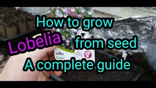 How to grow lobelia from seed a complete guide [upl. by Marilyn92]