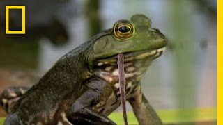 Bullfrogs Eat Everything  National Geographic [upl. by Weber336]