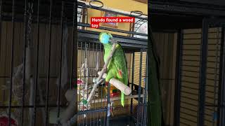 hundo parrot sweetbird birds sweetparrotentertainment playingtoys [upl. by Lledor]