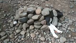 Doggie Hot Stone Massage in Nasuli Cold Spring [upl. by Erlond]