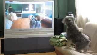 Dog howling at a video of himself howling to the quotLaw amp Orderquot theme song [upl. by Bart579]