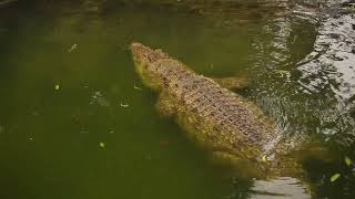 Visit Burundi Gros Crocodile Zoo du Musée Vivant Bujumbura 2022 by HabariSalam [upl. by Arec734]