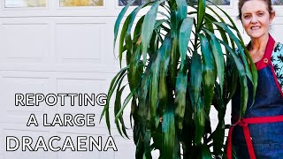 HOW TO REPOT A LARGE DRACAENA  JoyUsGarden [upl. by Virg652]