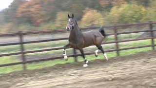 For Sale KWPN DHH Champion Elite mare Gelane vCizandro 5yr [upl. by Eceryt20]