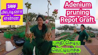 Adenium hard pruning Tips and after care Saaf fungicide usesADENIUM graft how to choose rootstock [upl. by Gudrin]