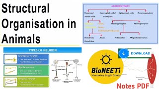 Nervous Tissue  Neuron Types amp Functions Structural Organisation In Animals NEET NCERT [upl. by Ahsieyk536]