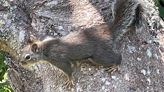 Tamiasciurus Douglasii  Douglas Squirrel [upl. by Ydoow511]