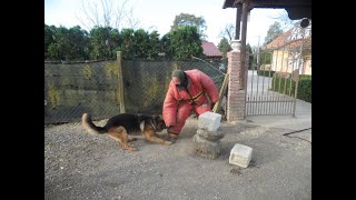 NJEMAČKI OVČAR MAX BODYGUARD [upl. by Noreen316]