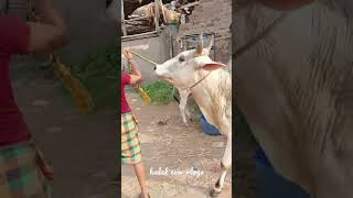 beautiful medium size cow cowbachicowshortsfeedshortsfeed halalcowvlogs [upl. by Cochrane]