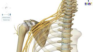 Le membre supérieur  linnervation [upl. by Nevs]