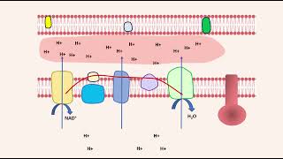 La chaîne respiratoire et la phosphorylation oxydative [upl. by Calida]