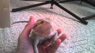 Bearded dragon yawning filmed with Droid Maxx HD [upl. by Novi838]