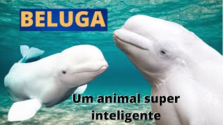 ELA É CHAMADA DE BELUGA OU BALEIABRANCA UM ANIMAL MUITO CURIOSO INFELIZMENTE AMEAÇADO DE EXTINÇÃO [upl. by Arbe657]