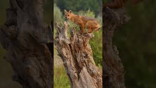 Wildlife filmmaking in the Danube Delta Romania shorts wildlife nature wildlifephotoghraphy [upl. by Lladnew669]