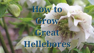 How to Grow Great Hellebores [upl. by Arahs30]