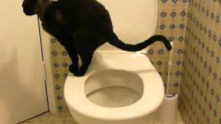 Toilet training my cat Fully trained Stage 4b [upl. by Moriarty]