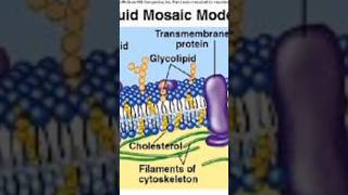 Class9biologychapter no 4 exercisefluid Mosaic Model Labellingstructurediagram [upl. by Eelarol516]