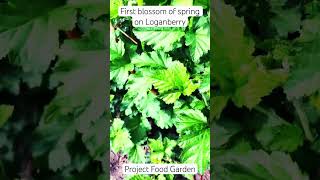 Loganberry BlossomsSE5Project Food Garden [upl. by Nerot]