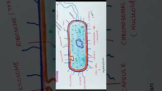 Microbiology lecture 2  Gram positive and Gram negative bacteria Gram staining principle [upl. by Verras]