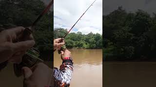 tarikan udang galah capit biru  mancing udang galah [upl. by Hcire]