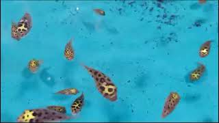 Tetraodon nigroviridis  Green spotted puffer fish [upl. by Aiem]