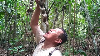 Amazonie Les lianes à eau Los bejucos de agua Cipós de água [upl. by Salta]