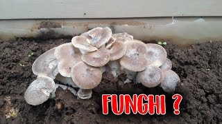 COME COLTIVARE FUNGHI IN 3 MINUTI  BIOLOGICO [upl. by Eniahpets]