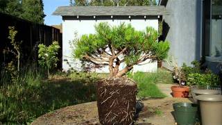 Mugo Pine Bonsai Preparation Part IImp4 [upl. by Chemosh]