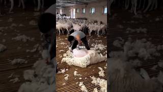 Why they are shearing sheep woolshorts facts amazingfacts viralshorts viral [upl. by Omsoc]