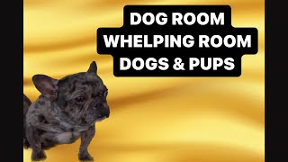 TOUR OF DOG ROOM NURSERY DOGS AND AVAILABLE PUPPIES [upl. by Ednargel]