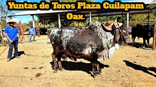 Yuntas de toros Becerros Vacas sardo negro burros en el tianguis ganadero Cuilapam oaxaca méxico [upl. by Solegna128]