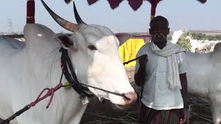 5 lakhs for handsome khillari bull at Horti cattle fair [upl. by Tris694]