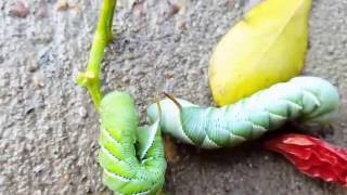 The life cycle of the Tomato Hornworm  The Rustic Sphinx [upl. by Lenno784]