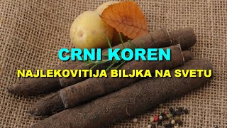 CRNI KOREN  NAJLEKOVITIJA BILJKA Na SVETU [upl. by Aryad]