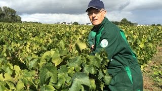 Le Malvoisie lance les vendanges des Coteaux dAncenis [upl. by Katlin]