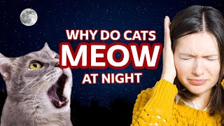 Why do cats meow at night [upl. by Mastrianni]