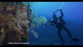 Top PADI Specialty Courses [upl. by Alilad162]